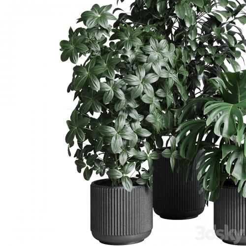 indoor plant set 308 pot palm ficus rubbery monstera concrete dirt vase