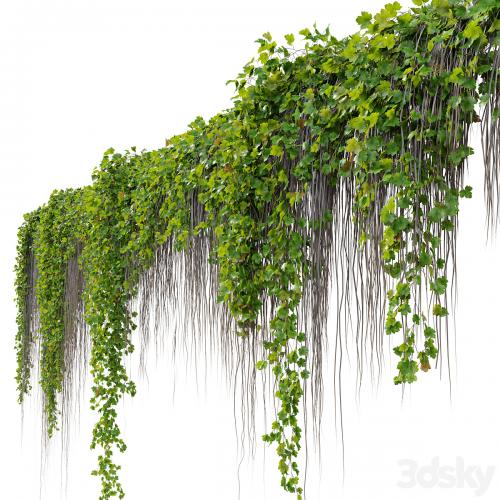 Hanging Plant 38