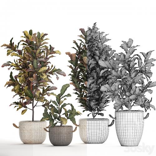 A collection of plants in modern white rattan baskets with small bushes of croton trees. Set 432.