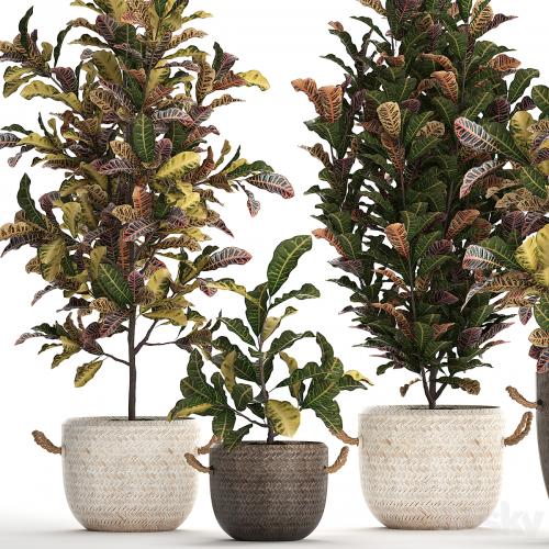 A collection of plants in modern white rattan baskets with small bushes of croton trees. Set 432.