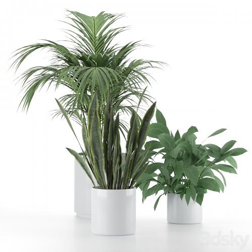 Plant-Set-001