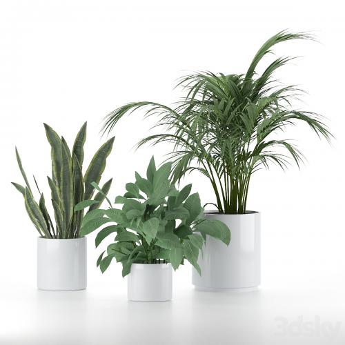 Plant-Set-001