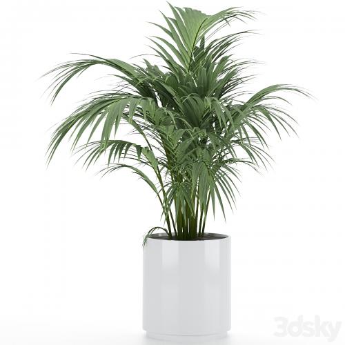 Plant-Set-001