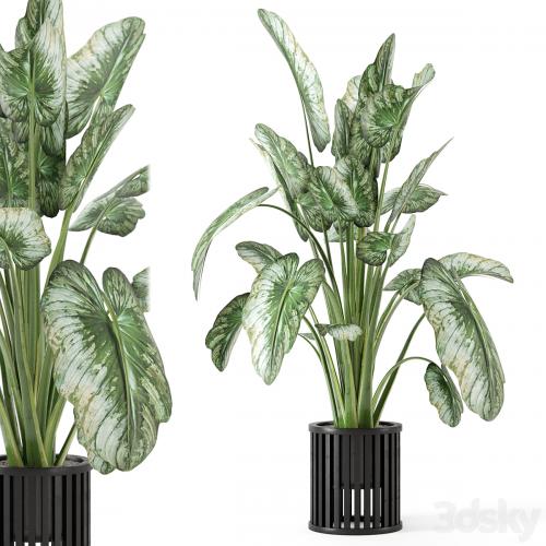 Indoor Plants in Metal Pot - Set 842