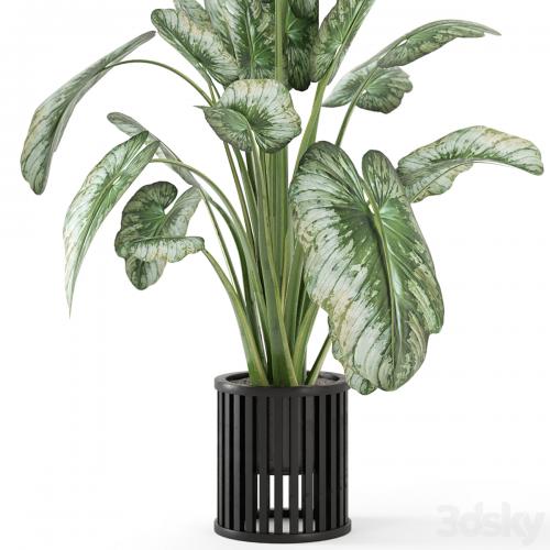 Indoor Plants in Metal Pot - Set 842