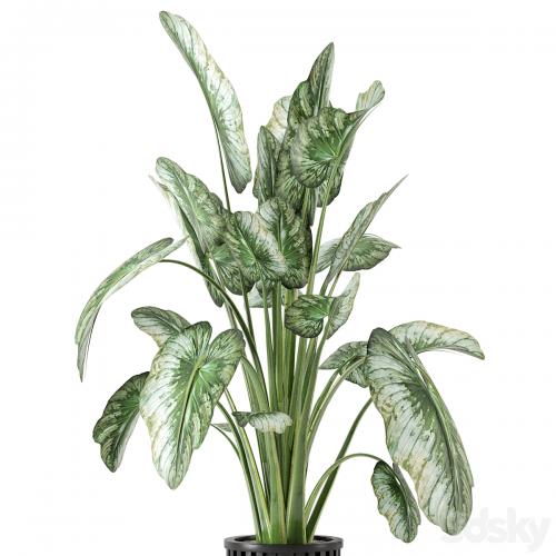 Indoor Plants in Metal Pot - Set 842