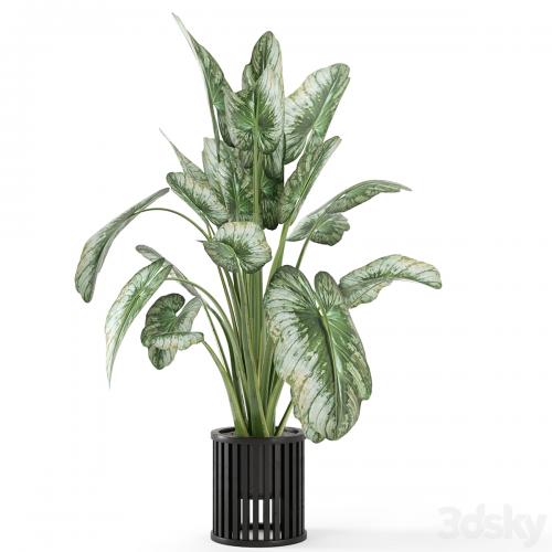 Indoor Plants in Metal Pot - Set 842