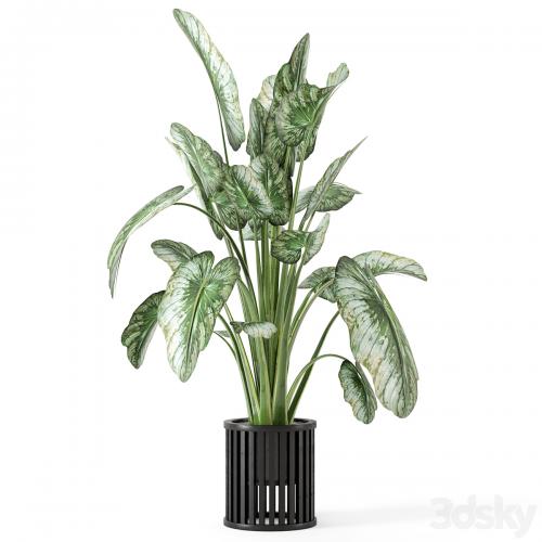 Indoor Plants in Metal Pot - Set 842