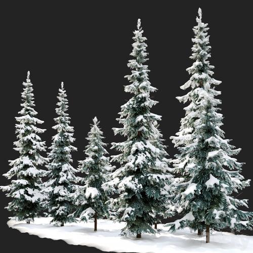 Abies pindrow-winter-02