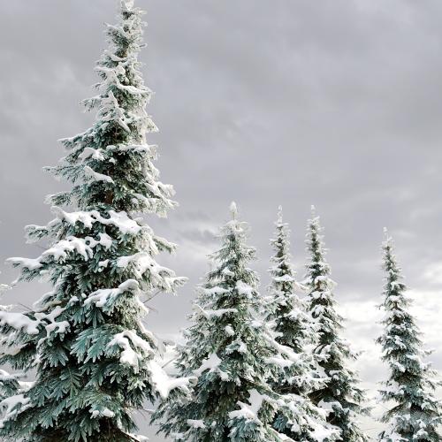 Abies pindrow-winter-02