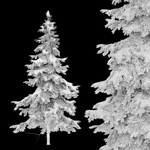 Abies pindrow-winter-02