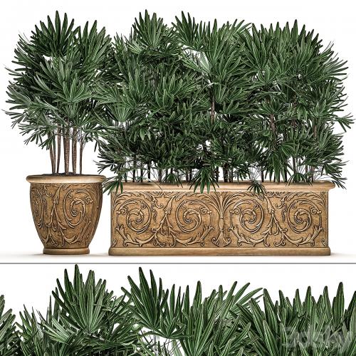 A collection of plants of lush exotic thickets in classic pots vases with monograms Palm rapis. Set 494.