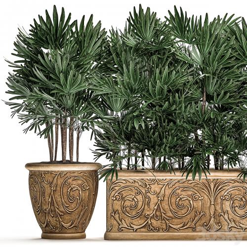 A collection of plants of lush exotic thickets in classic pots vases with monograms Palm rapis. Set 494.