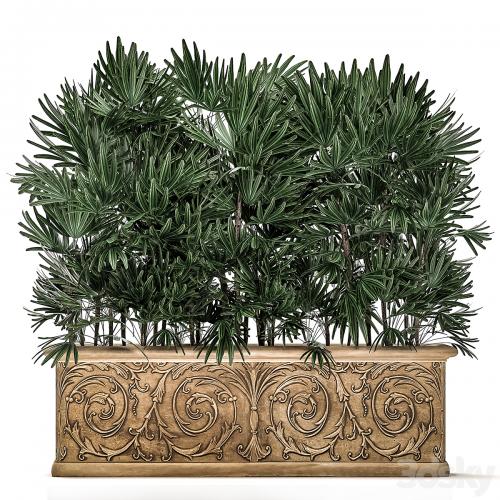 A collection of plants of lush exotic thickets in classic pots vases with monograms Palm rapis. Set 494.