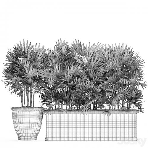 A collection of plants of lush exotic thickets in classic pots vases with monograms Palm rapis. Set 494.