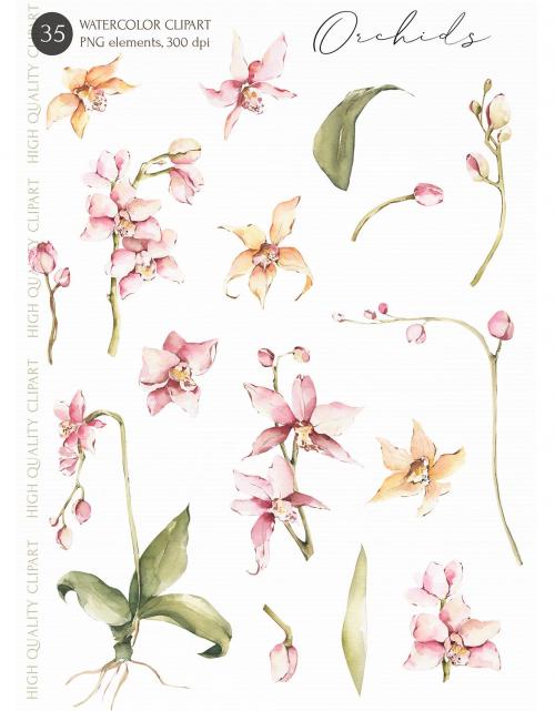 Watercolor Orchid Flowers clipart, botanical image