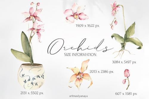 Watercolor Orchid Flowers clipart, botanical image