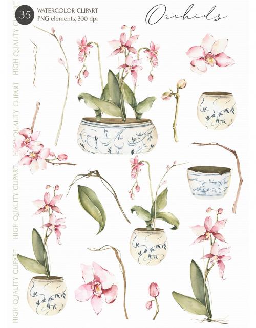 Watercolor Orchid Flowers clipart, botanical image