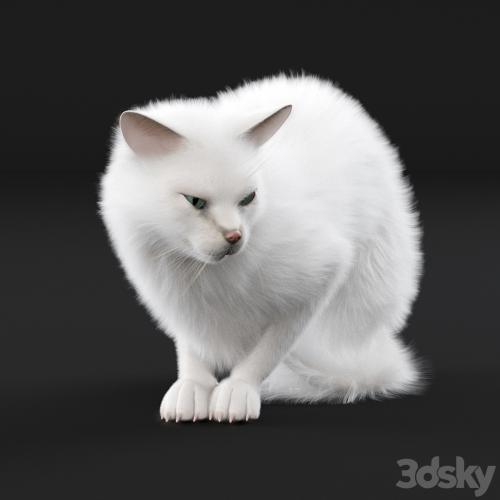 White cat (rig)