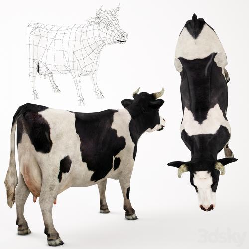 Cow