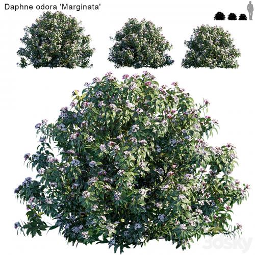 Daphne Odora | Marginata