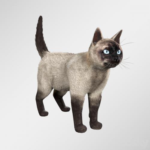 Siamese cat