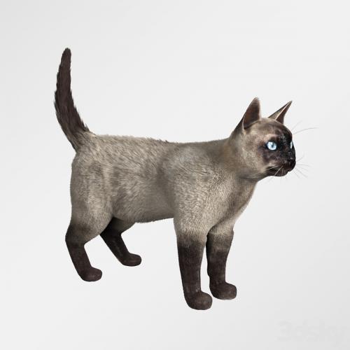 Siamese cat