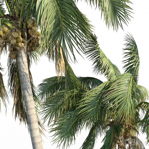 Cocos nucifera (coconut tree)