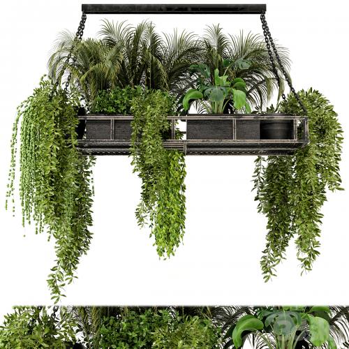 Indoor Hanging Plants in Metal Box - Set 71