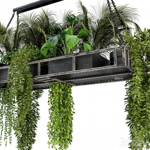 Indoor Hanging Plants in Metal Box - Set 71