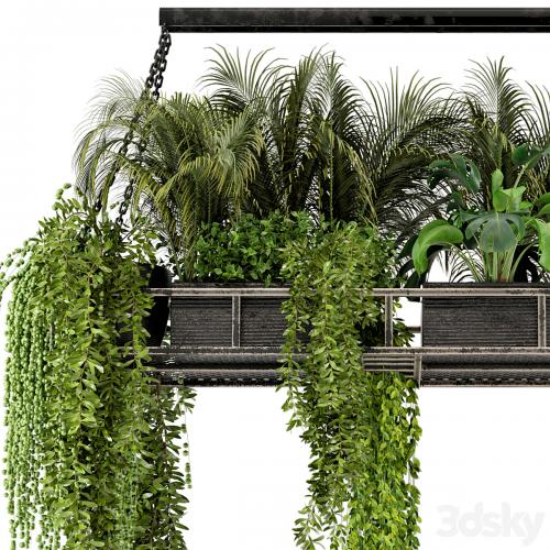 Indoor Hanging Plants in Metal Box - Set 71