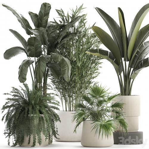 Collection of plants in white flower pots with Banana palm, ravenala, fern, bamboo. set 1352