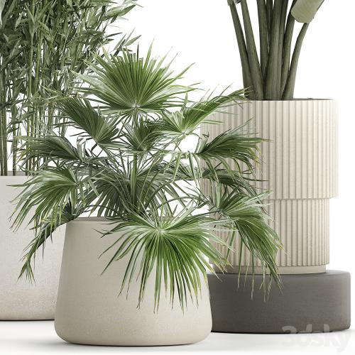 Collection of plants in white flower pots with Banana palm, ravenala, fern, bamboo. set 1352