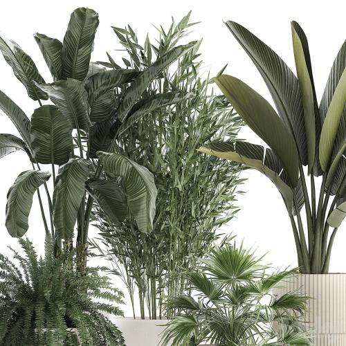 Collection of plants in white flower pots with Banana palm, ravenala, fern, bamboo. set 1352