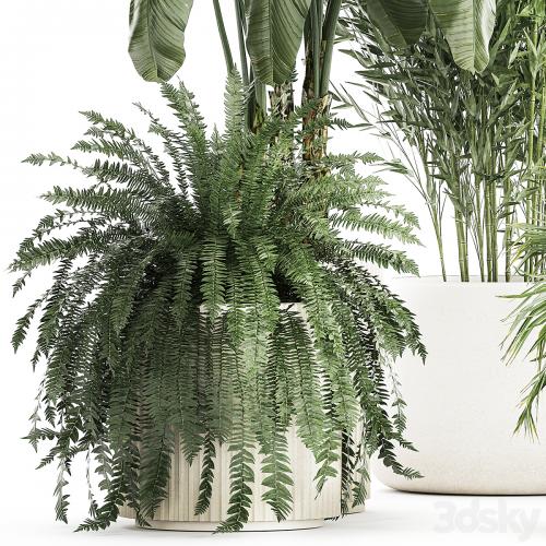 Collection of plants in white flower pots with Banana palm, ravenala, fern, bamboo. set 1352