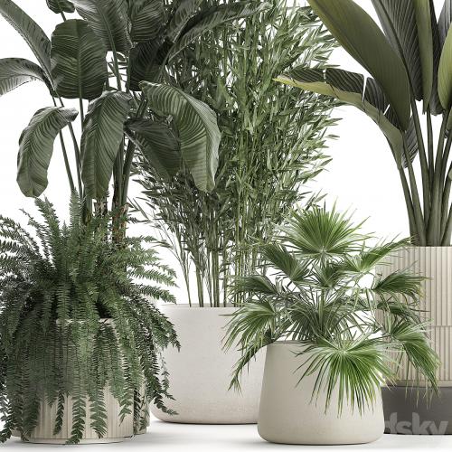 Collection of plants in white flower pots with Banana palm, ravenala, fern, bamboo. set 1352