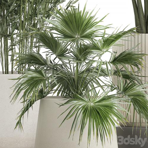 Collection of plants in white flower pots with Banana palm, ravenala, fern, bamboo. set 1352