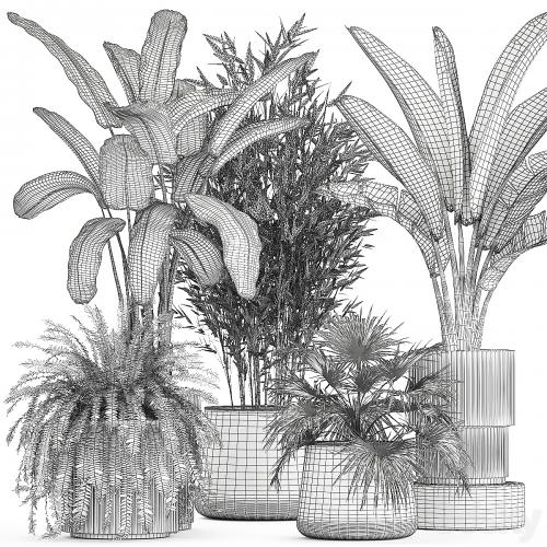 Collection of plants in white flower pots with Banana palm, ravenala, fern, bamboo. set 1352