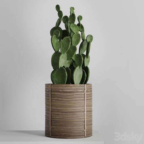 Cactus in basket