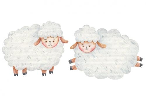 Watercolor baby sheep illustration. Little sheep