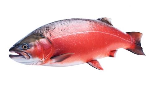 Fresh Raw Salmon Isolated On White Background