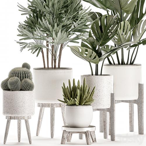 Collection of small plants in white pots on legs with monstera, raspis, palm, cactus, Barrel cactus. Set 509.