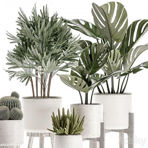 Collection of small plants in white pots on legs with monstera, raspis, palm, cactus, Barrel cactus. Set 509.