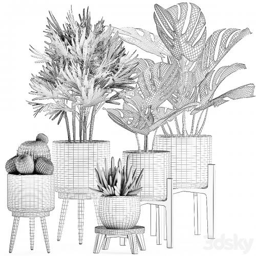 Collection of small plants in white pots on legs with monstera, raspis, palm, cactus, Barrel cactus. Set 509.