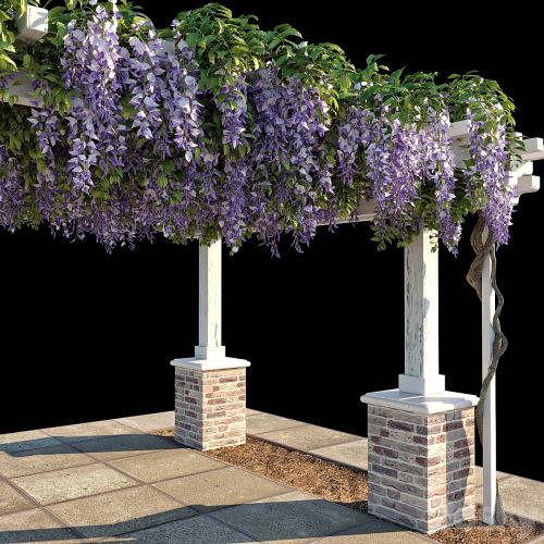 Pergola with Wisteria (Pergola with Wisteria)