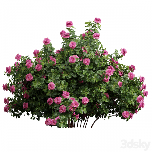 New Plant High detail Climbing Roses Bush