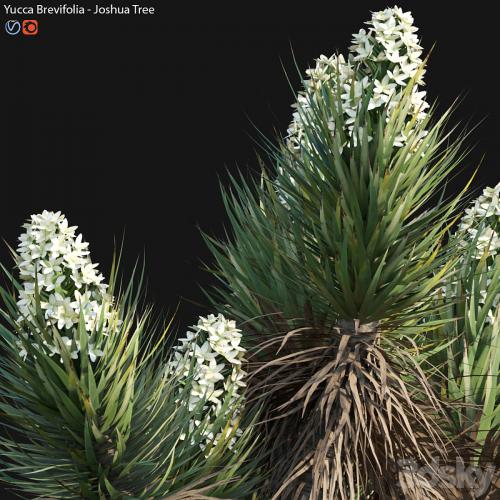 Yucca Brevifolia - Joshua Tree - 02