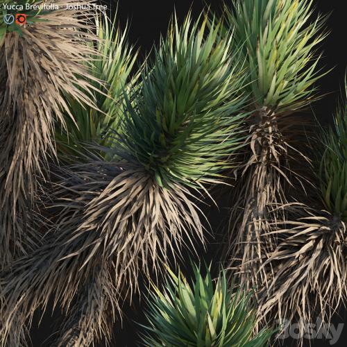 Yucca Brevifolia - Joshua Tree - 02