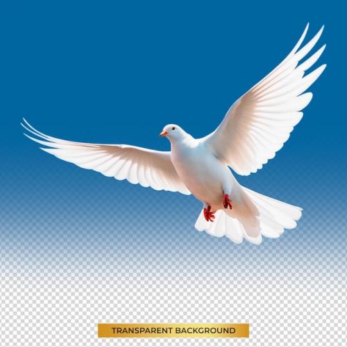 White Dove Flying On Transparent Psd File And Clipping Path Freedom Concept And International Day