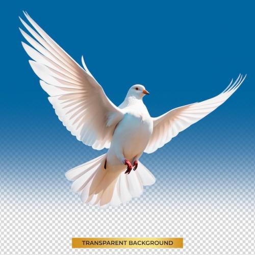 White Dove Flying On Transparent Psd File And Clipping Path Freedom Concept And International Day